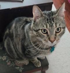 Reunited Male Cat last seen Corrin and Harmen, Orting, WA 98360