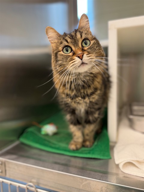 Shelter Stray Female Cat last seen 104TH AND STEELE, 12155 Park Blvd, Brighton, CO 80601, USA