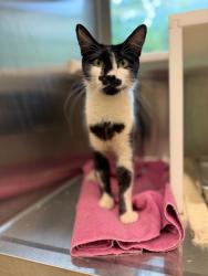 Shelter Stray Female Cat last seen Near BLOCK MONA CT, 12155 Park Blvd, Brighton, CO 80601, USA