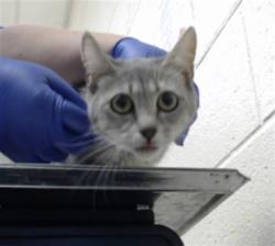 Shelter Stray Female Cat last seen Near BLOCK BEDROCK DR, FAYETTEVILLE NC 28303, 4704 Corporation Dr, Fayetteville, NC 28306, USA