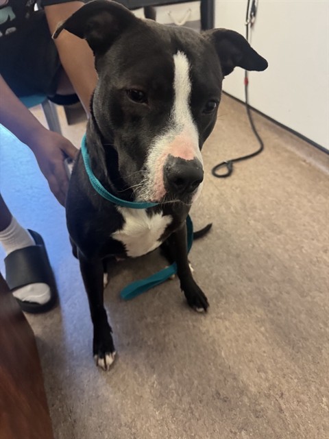 Shelter Stray Female Dog last seen Near BLOCK ASHABY RD, 1705 S Hanley Rd, Brentwood, MO 63144, USA