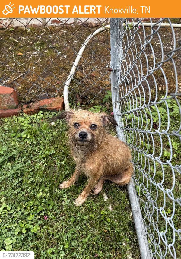 Found/Stray Unknown Dog last seen Near whittle springs and fairmont blvd, Knoxville, TN 37917