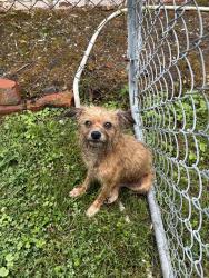 Found/Stray Unknown Dog last seen Near whittle springs and fairmont blvd, Knoxville, TN 37917