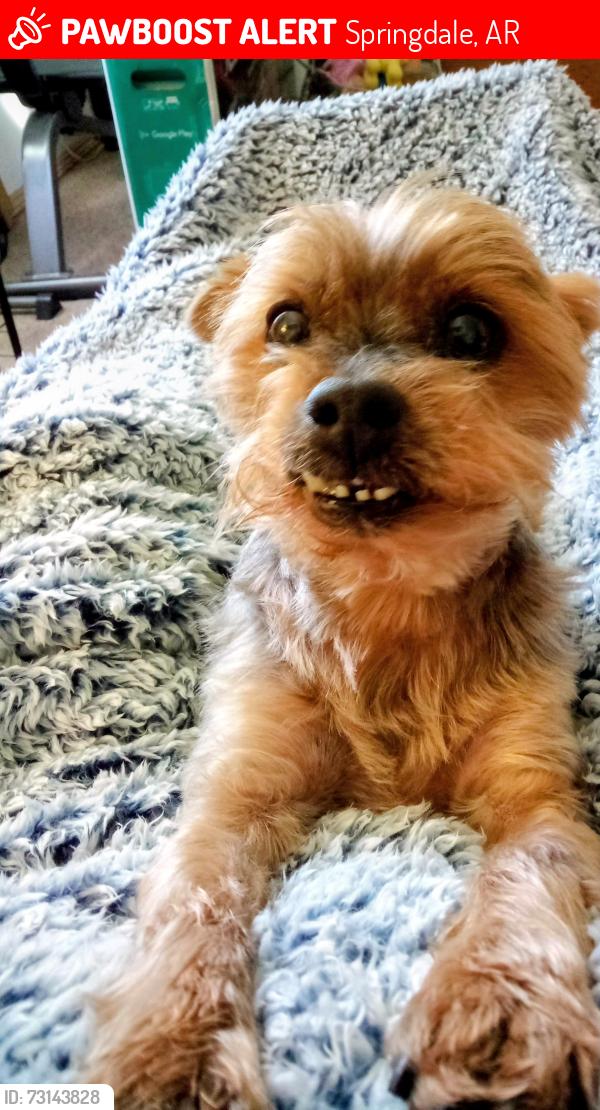 Lost Male Dog last seen Braxton and Wilson, Springdale, AR 72764