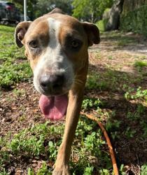 Shelter Stray Female Dog last seen Near BLOCK N CYPRESS RD, POMPANO BEACH FL 33060, 2400 SW 42nd St, Fort Lauderdale, FL 33312, USA
