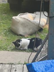 Found/Stray Unknown Cat last seen St cross, Winnipeg, MB 