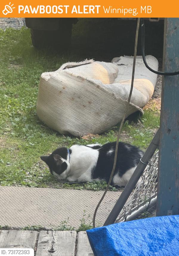 Found/Stray Unknown Cat last seen St cross, Winnipeg, MB 
