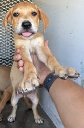 Shelter Stray Female Dog last seen Near BLOCK OSWELL ST, BAKERSFIELD CA 93306, 3951 Fruitvale Ave, Bakersfield, CA 93308, USA