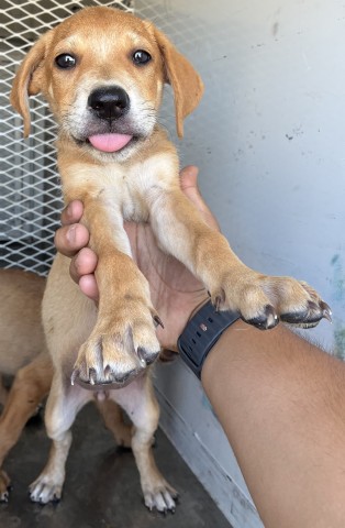 Shelter Stray Female Dog last seen Near BLOCK OSWELL ST, BAKERSFIELD CA 93306, 3951 Fruitvale Ave, Bakersfield, CA 93308, USA