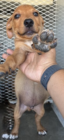 Shelter Stray Male Dog last seen Near BLOCK OSWELL ST, BAKERSFIELD CA 93306, 3951 Fruitvale Ave, Bakersfield, CA 93308, USA
