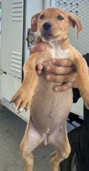 Shelter Stray Female Dog last seen Near BLOCK OSWELL ST, BAKERSFIELD CA 93306, 3951 Fruitvale Ave, Bakersfield, CA 93308, USA