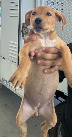 Shelter Stray Female Dog last seen Near BLOCK OSWELL ST, BAKERSFIELD CA 93306, 3951 Fruitvale Ave, Bakersfield, CA 93308, USA