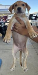 Shelter Stray Female Dog last seen Near BLOCK OSWELL ST, BAKERSFIELD CA 93306, 3951 Fruitvale Ave, Bakersfield, CA 93308, USA