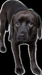 Shelter Stray Male Dog last seen , 3201 Lacy St, Los Angeles, CA 90031, USA