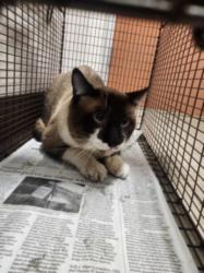 Shelter Stray Male Cat last seen , West Valley Animal Shelter, 20655 Plummer St, Chatsworth, CA 91311, USA