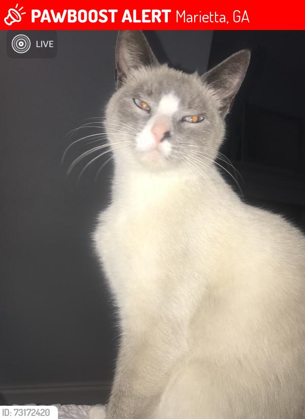 Lost Female Cat last seen Heath and Saxon, Marietta, GA 30062