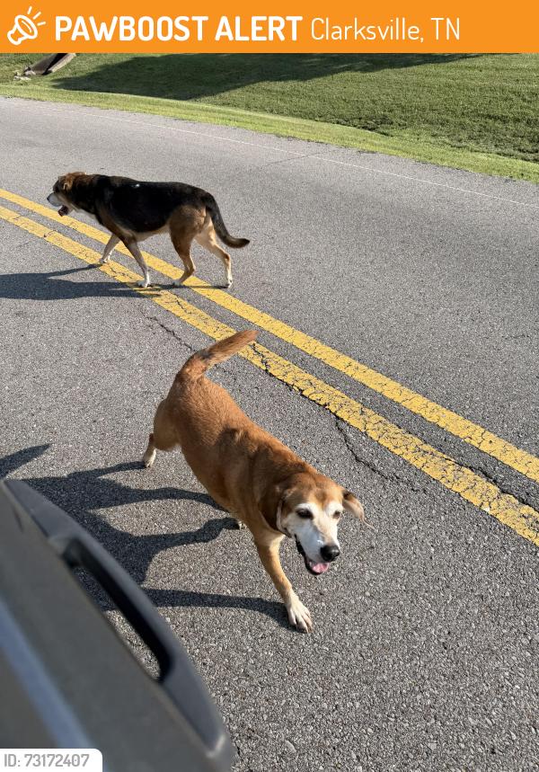 Found/Stray Unknown Dog last seen Bryan and Excel Road, Clarksville, TN 37043