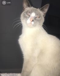 Lost Female Cat last seen Heath and Saxon, Marietta, GA 30062