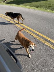Found/Stray Unknown Dog last seen Bryan and Excel Road, Clarksville, TN 37043