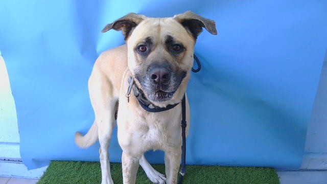 Shelter Stray Male Dog last seen , 216 W Victoria St, Gardena, CA 90248, USA