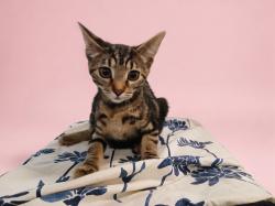 Shelter Stray Female Cat last seen , 1850 W 60th St, Los Angeles, CA 90047, USA