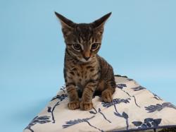 Shelter Stray Male Cat last seen , 1850 W 60th St, Los Angeles, CA 90047, USA