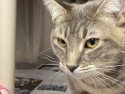 Shelter Stray Male Cat last seen CHARLOTTE, 8315 Byrum Dr, Charlotte, NC 28217, USA