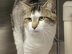 Shelter Stray Male Cat last seen CHARLOTTE, 8315 Byrum Dr, Charlotte, NC 28217, USA