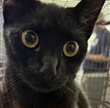 Shelter Stray Female Cat last seen , 1850 W 60th St, Los Angeles, CA 90047, USA