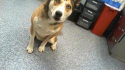 Shelter Stray Male Dog last seen CHARLOTTE, 8315 Byrum Dr, Charlotte, NC 28217, USA