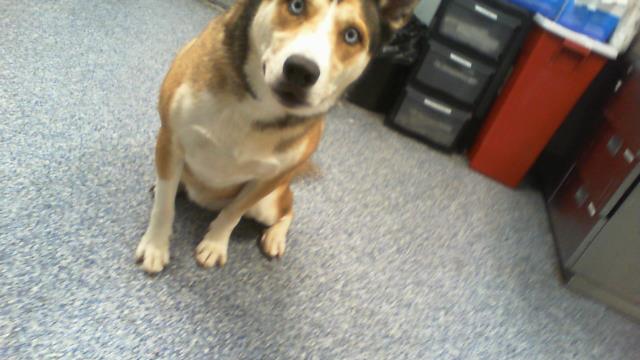 Shelter Stray Male Dog last seen CHARLOTTE, 8315 Byrum Dr, Charlotte, NC 28217, USA