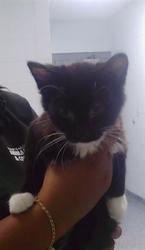 Shelter Stray Male Cat last seen CHARLOTTE, 8315 Byrum Dr, Charlotte, NC 28217, USA