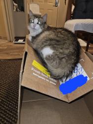 Lost Male Cat last seen Marin Hills, Montebello, San Antonio, TX 78259