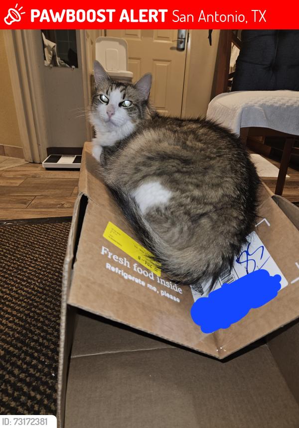 Lost Male Cat last seen Marin Hills, Montebello, San Antonio, TX 78259