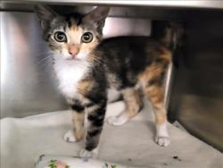 Shelter Stray Female Cat last seen , 957 N Gaffey St, San Pedro, CA 90731, USA