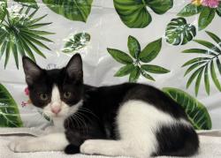 Shelter Stray Female Cat last seen , 957 N Gaffey St, San Pedro, CA 90731, USA