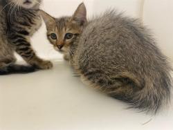 Shelter Stray Male Cat last seen Near BLOCK N 21ST ST, 3839 W Burnham St, West Milwaukee, WI 53215, USA