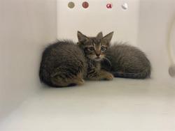 Shelter Stray Male Cat last seen Near BLOCK N 21ST ST, 3839 W Burnham St, West Milwaukee, WI 53215, USA