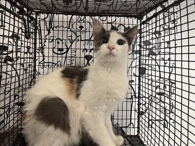 Shelter Stray Female Cat last seen , 957 N Gaffey St, San Pedro, CA 90731, USA