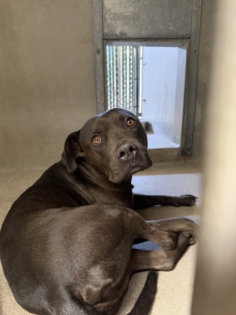 Shelter Stray Male Dog last seen N LINDEN X RIVERSIDE AVE, 333 Chandler Pl, San Bernardino, CA 92408, USA