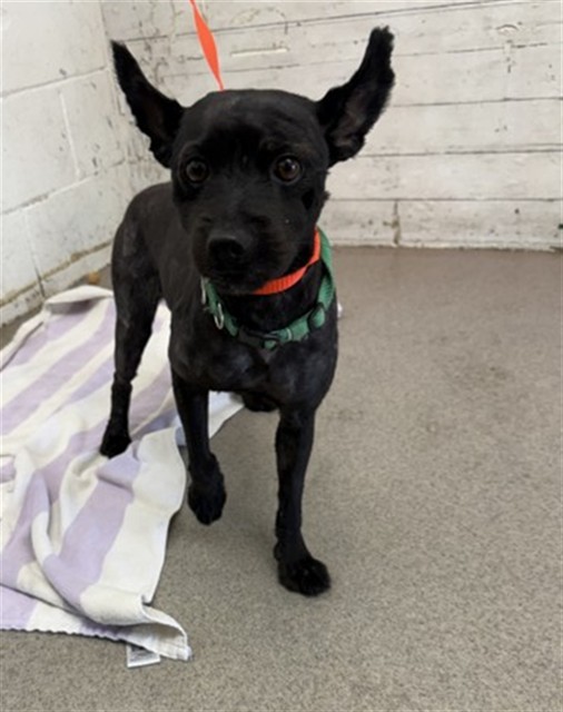 Shelter Stray Male Dog last seen BLANCHARD/SANDHURST, 333 Chandler Pl, San Bernardino, CA 92408, USA