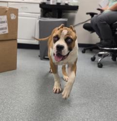Shelter Stray Male Dog last seen FREEWAY UNKNOWN, 201 S Mt Vernon Ave, Bakersfield, CA 93307, USA