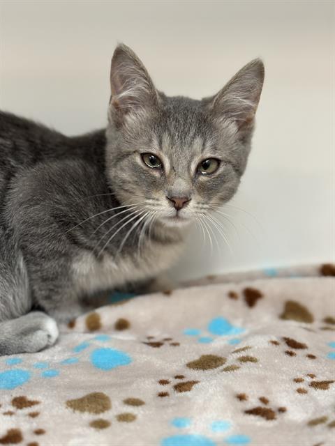 Shelter Stray Male Cat last seen Near, 2600 S Harding St, Indianapolis, IN 46221, USA