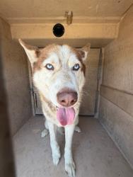 Shelter Stray Male Dog last seen , 130 Beyer Way, Chula Vista, CA 91911, USA