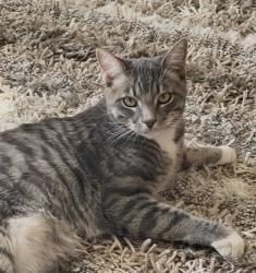 Lost Male Cat last seen Tulane and coal, Albuquerque, NM 87106