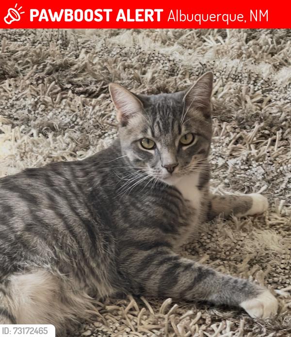 Lost Male Cat last seen Tulane and coal, Albuquerque, NM 87106