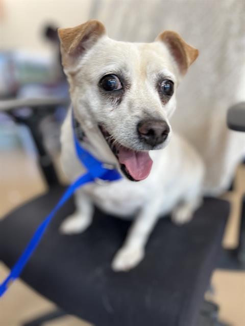 Shelter Stray Male Dog last seen SANTA CORA AVE AND VISTA SONRISA, 130 Beyer Way, Chula Vista, CA 91911, USA
