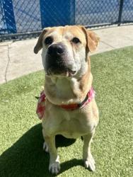 Shelter Stray Female Dog last seen Near BLOCK NE 10TH AVE, 3599 NW 79th Ave, Doral, FL 33122, USA