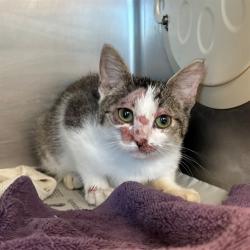 Shelter Stray Female Cat last seen Near BLOCK CANFIELD CT, JURUPA VALLEY, CA, 6851 Van Buren Boulevard, Jurupa Valley, CA 92509, USA