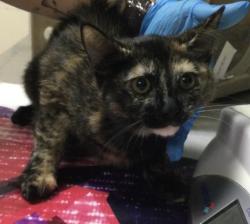 Shelter Stray Female Cat last seen Near BLOCK VAN BUREN BLVD, RIVERSIDE, CA 92503, 6851 Van Buren Boulevard, Jurupa Valley, CA 92509, USA